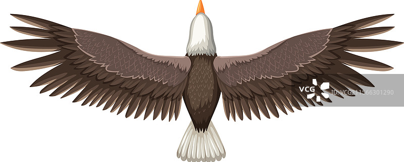 从上方俯视展翅高飞的鹰图片素材