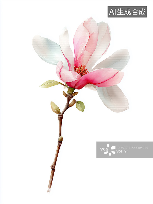 【AI数字艺术】竖图白色背景的玉兰花图片素材