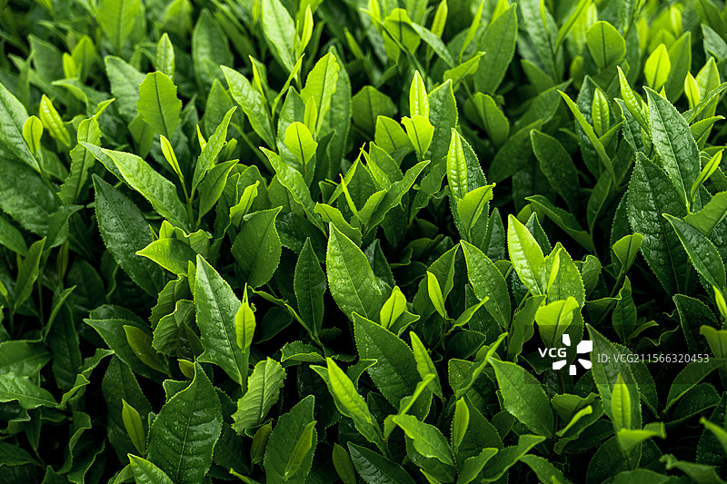 安徽黄山太平猴魁茶图片素材