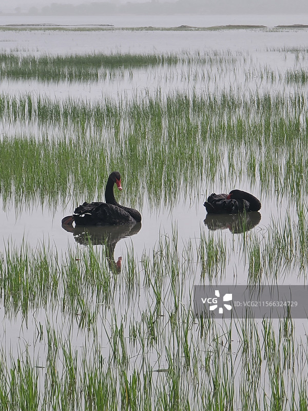 平顶山白龟湖里两只野生黑天鹅图片素材