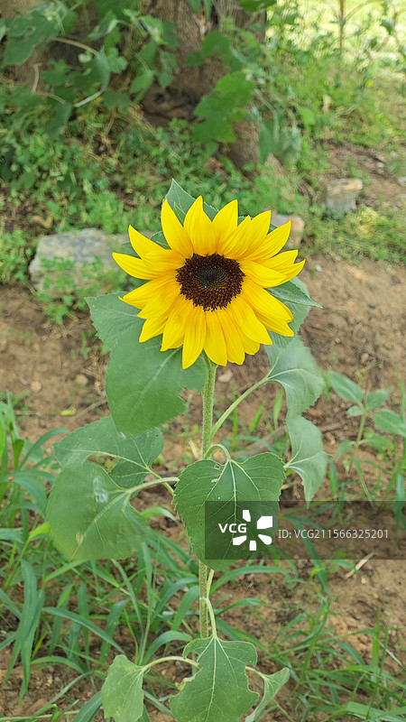 田野上的黄色向日葵特写镜头图片素材
