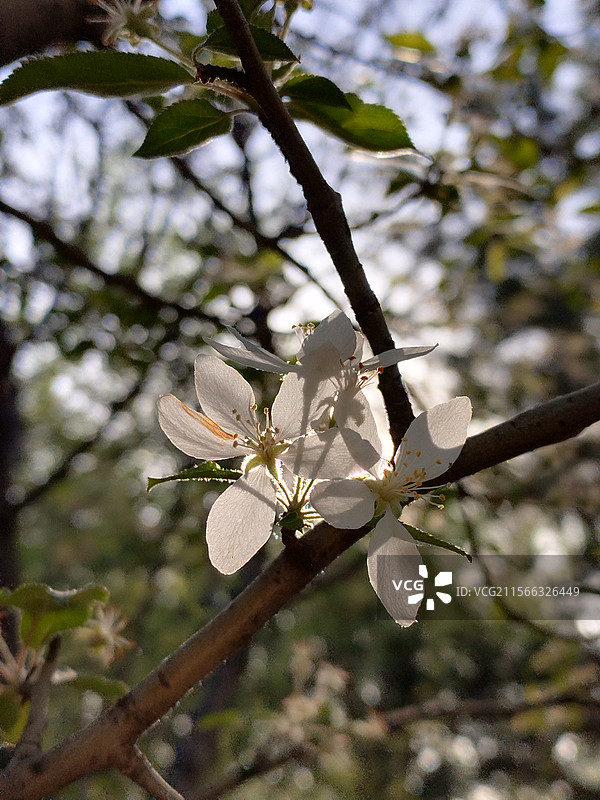 白色西洋梨梨花图片素材