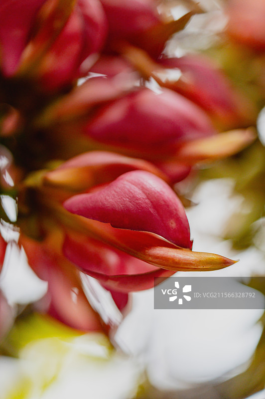 华南植物园的禾雀花图片素材