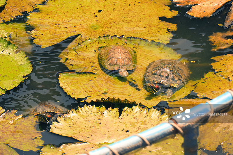 许愿池里的王八图片素材