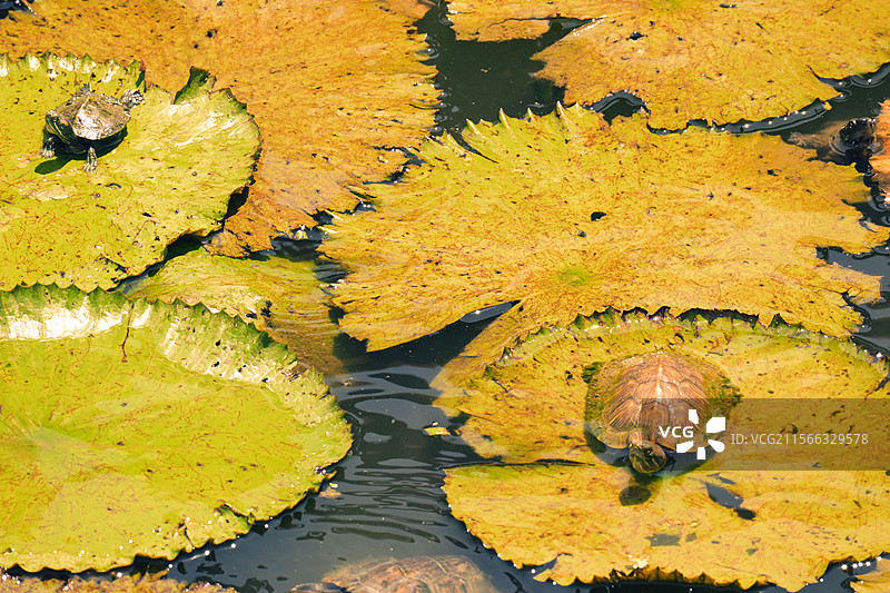 许愿池的王八（单2）图片素材