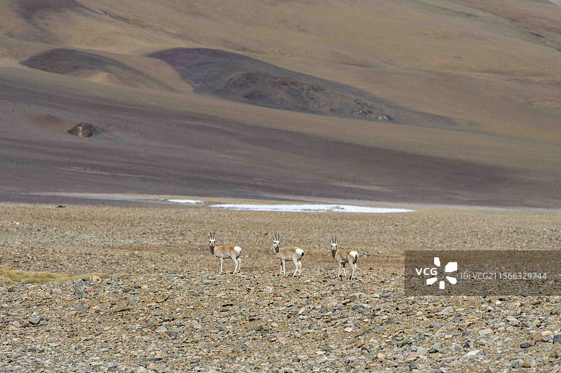 西藏阿里革吉县风光图片素材