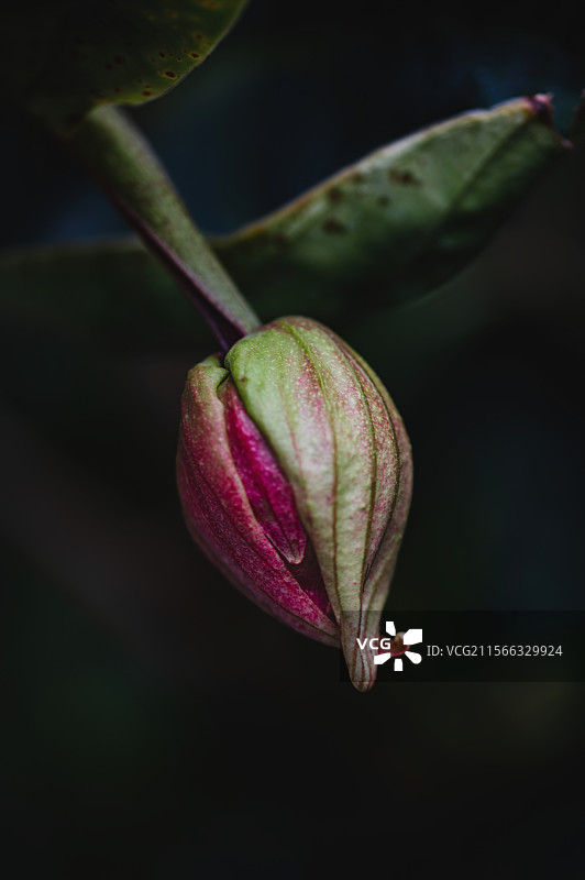 含苞待放的宝莲灯花蕾图片素材