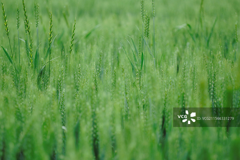 自然风光绿色背景图。麦田。麦地。麦穗。农田。庄稼地。田园风光图片素材