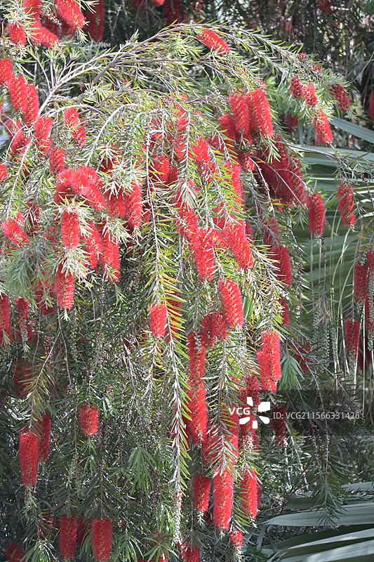 火红的串钱柳图片素材