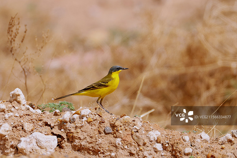 迁徙到草原的黄鹡鸰图片素材
