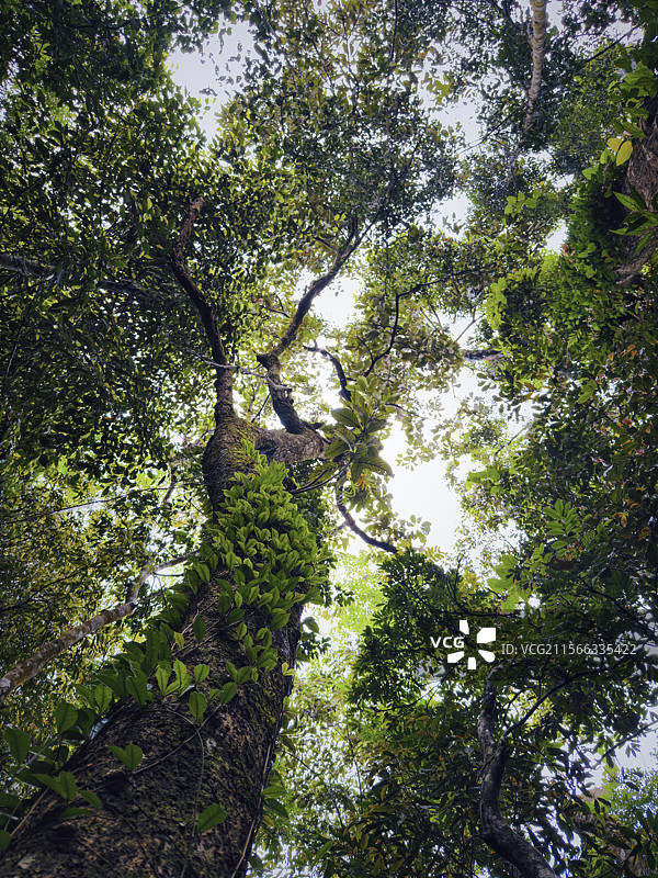 海南五指山热带雨林云雾林图片素材
