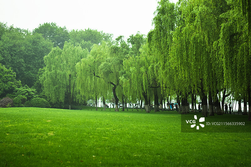 雨中西湖柳树清新图片素材