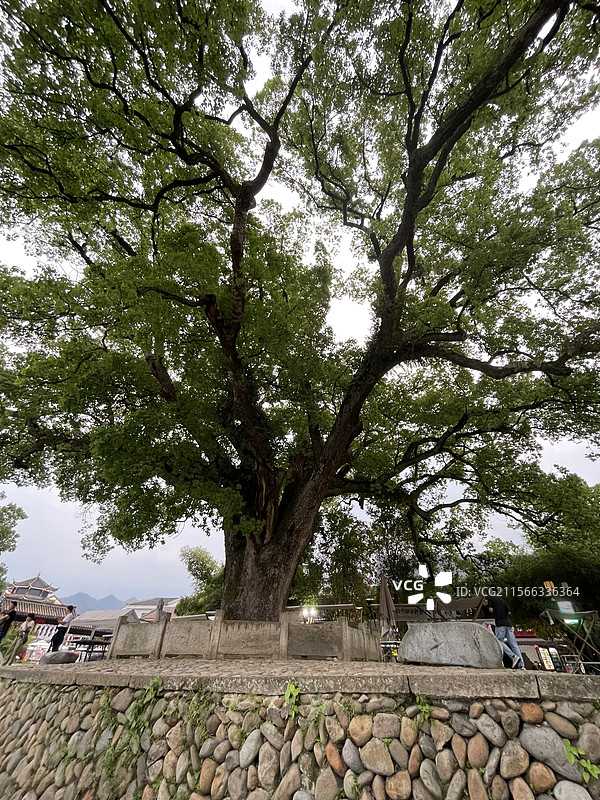 千年古树，古堰画乡，香樟树图片素材