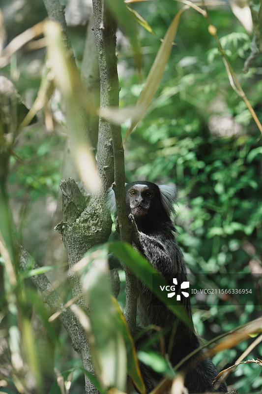南京红山森林动物园图片素材