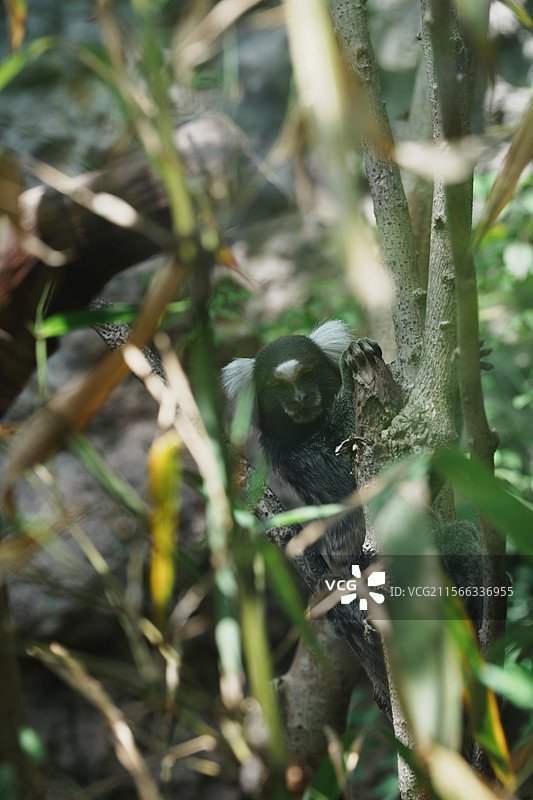 南京红山森林动物园图片素材