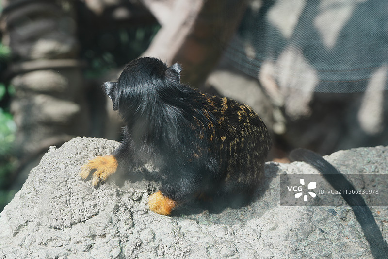 南京红山森林动物园图片素材