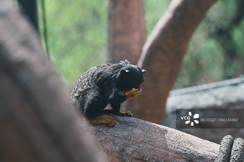 南京红山森林动物园图片素材