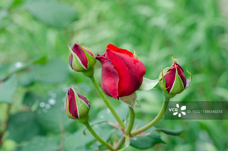 春天的月季花花骨朵图片素材