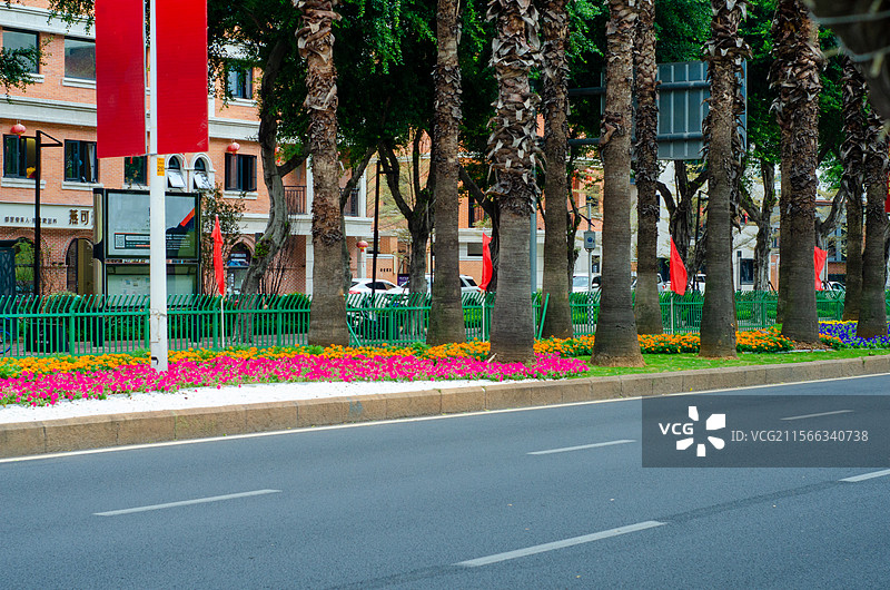 福州马路边的棕榈树和绿化图片素材