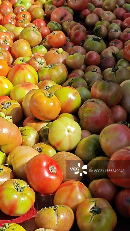 番茄 西红柿图片素材