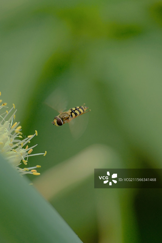 菜地里正在生长的洋葱花。葱花。葱。食蚜蝇。自然风光背景图图片素材