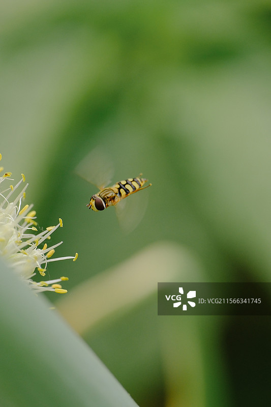 菜地里正在生长的洋葱花。葱花。葱。食蚜蝇。自然风光背景图图片素材