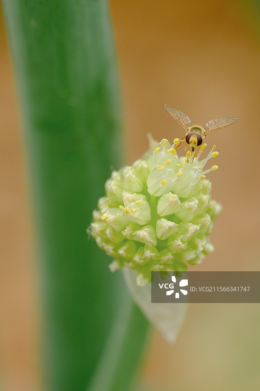 菜地里正在生长的洋葱花。葱花。葱。食蚜蝇。自然风光背景图图片素材