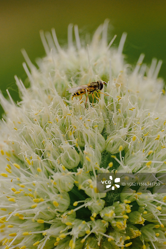菜地里正在生长的洋葱花。葱花。葱。食蚜蝇。自然风光背景图图片素材