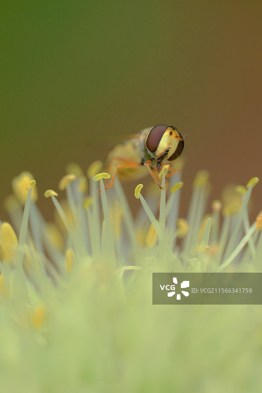 菜地里正在生长的洋葱花。葱花。葱。食蚜蝇。自然风光背景图图片素材