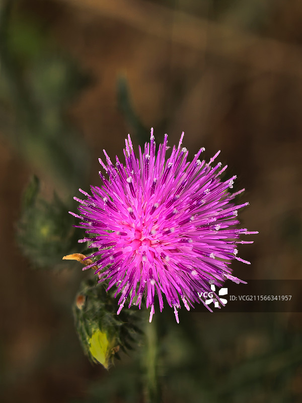 紫色植物飞廉图片素材