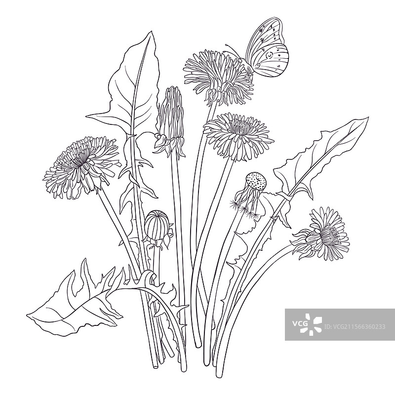 蒲公英花的绘画图片素材