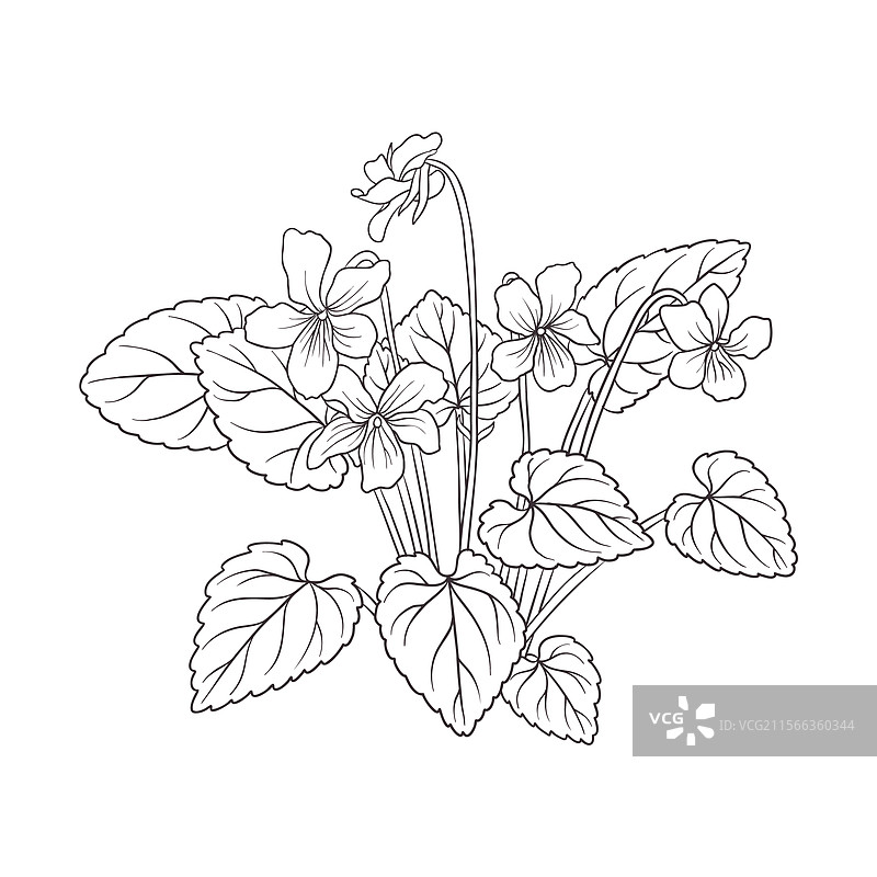 春天的花朵素描：紫罗兰图片素材