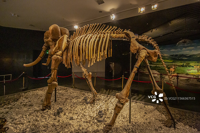 河南省洛阳博物馆“河洛文明展”：古菱齿象化石（更新世，1994年南昌路中亚大饭店出土，洛阳博物馆藏）图片素材