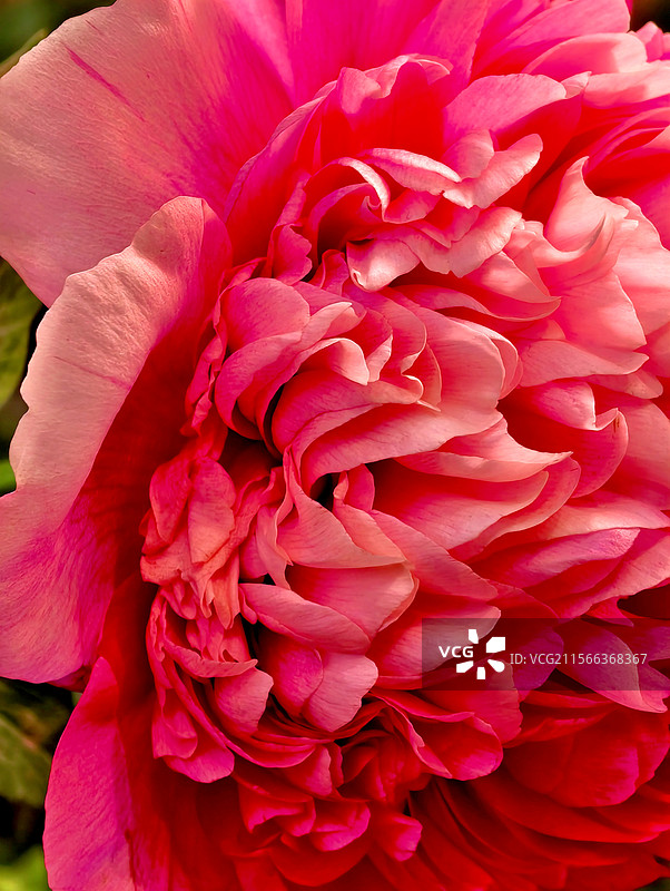 花开富贵图片素材