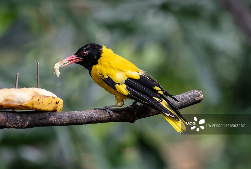 黑头黄鹂鸟在进食图片素材