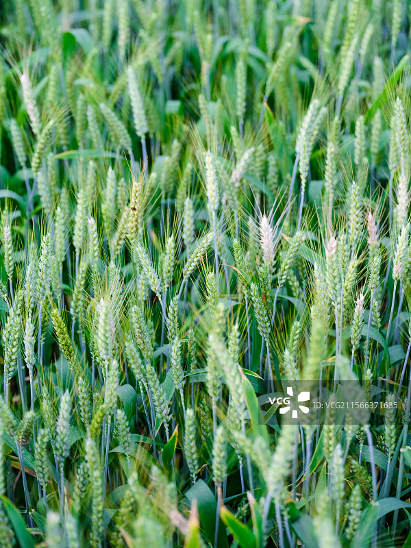 立夏的小麦田图片素材
