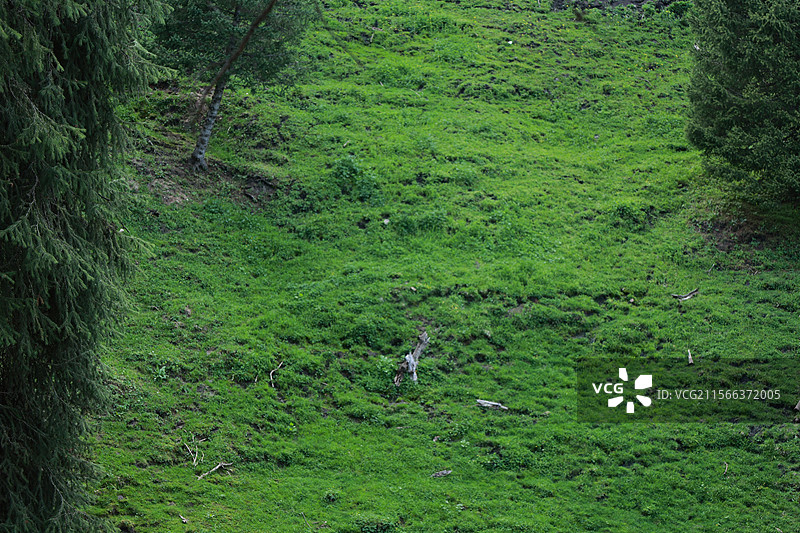 新疆库尔德宁图片素材