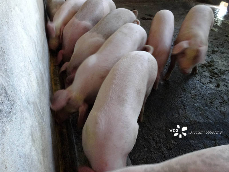 2018年9月12日重庆市云阳县的养猪场盒生猪猪肉摊位，猪肉肉价动物畜禽肉猪周期肉猪脂肪油脂鲜肉畜牧图片素材