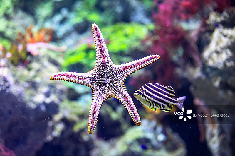 广东省珠海市长隆鱼和海星图片素材
