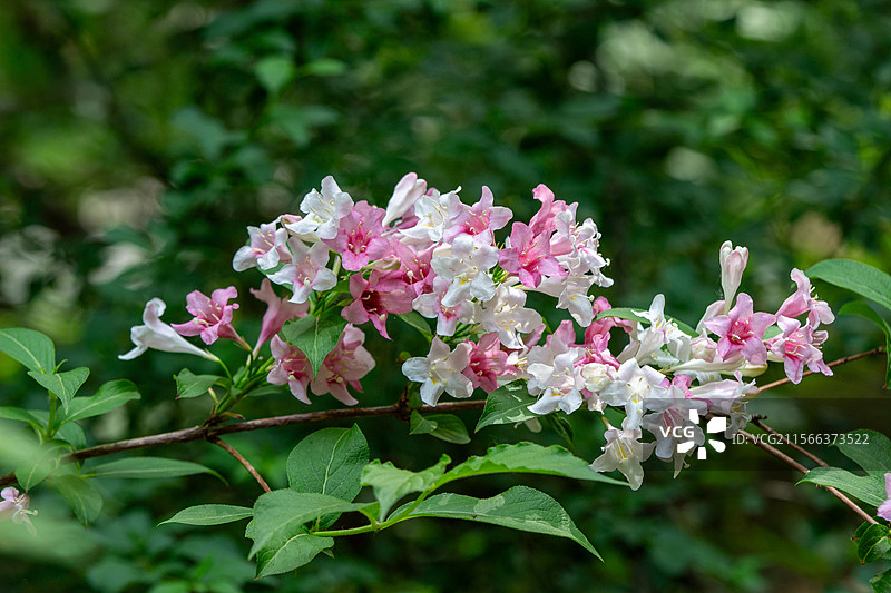 广阳谷森林公园的锦带花特写图片素材