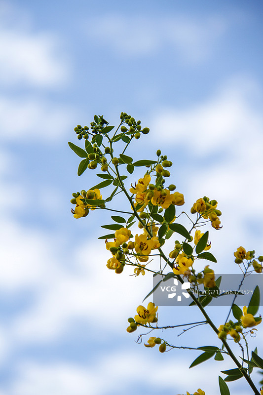 双荚决明--双荚决明是中国南方城乡行道和庭院的优良绿化树种图片素材