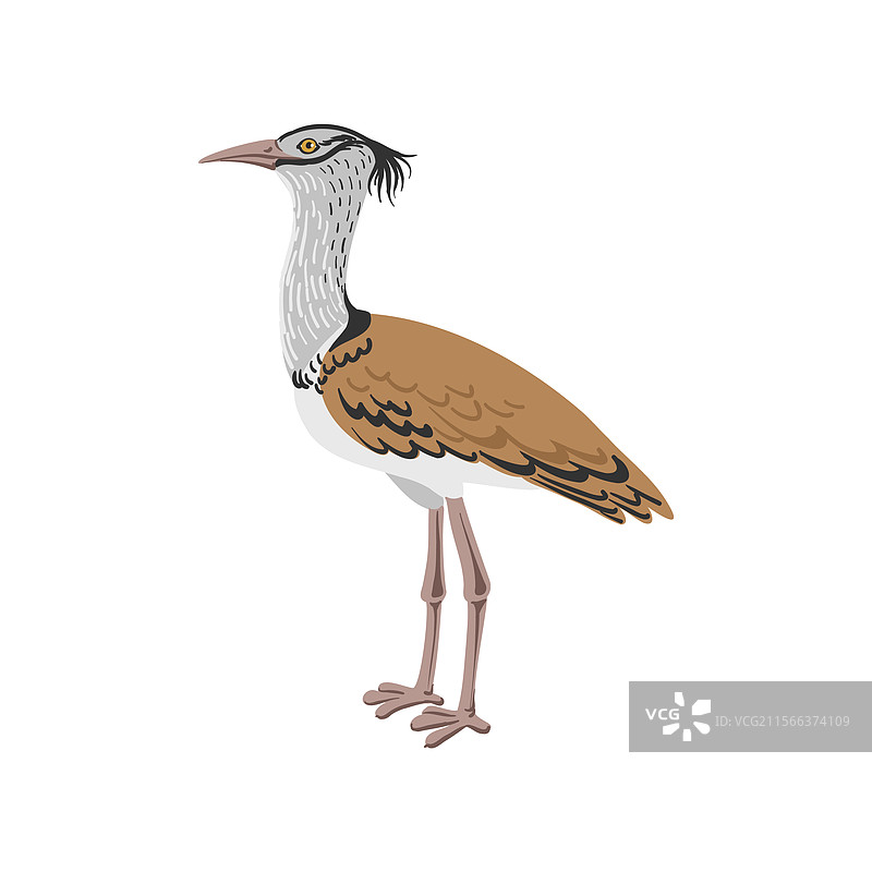 绘画科里大鸨图片素材