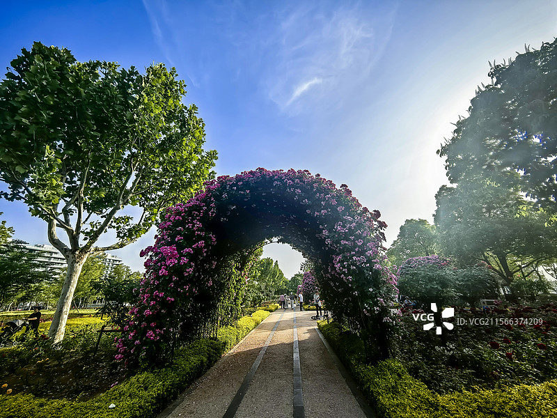 上海前滩月季园美景图片素材