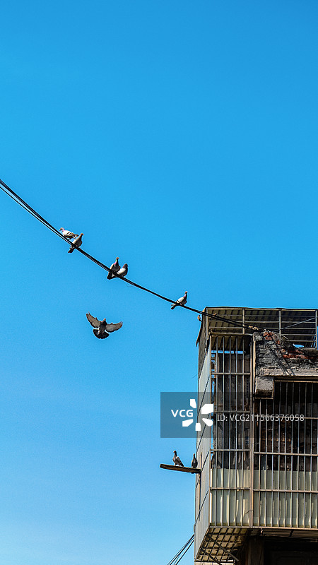 城市里的鸽子们，比我们更自由图片素材