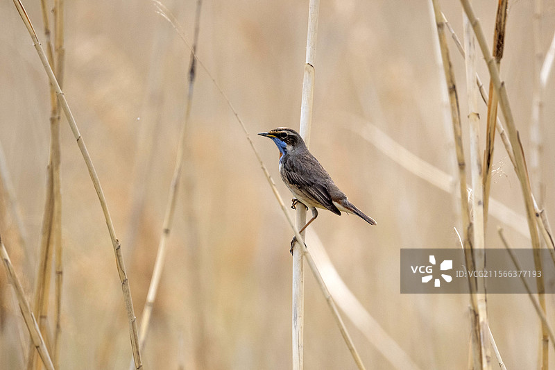 蓝喉歌鸲图片素材