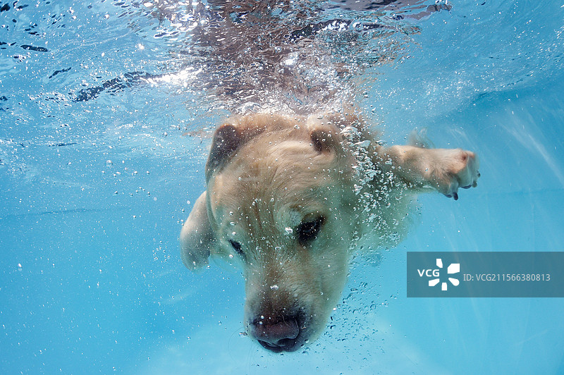 潜水的金毛寻回犬图片素材