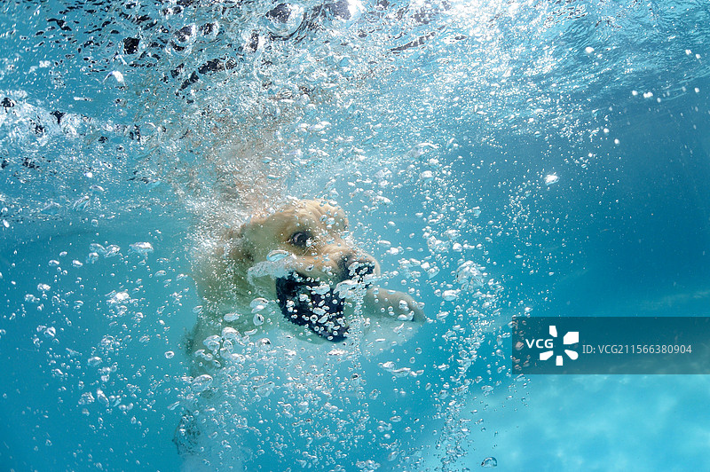 潜水的金毛寻回犬图片素材