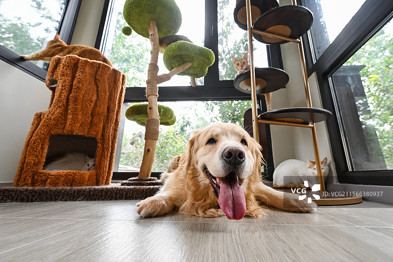 趴着地板上的金毛寻回犬图片素材