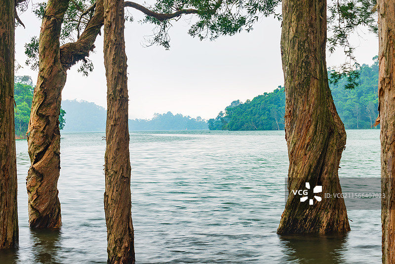 香港城门水塘水浸白千层树 生长在湖边水中的树木图片素材