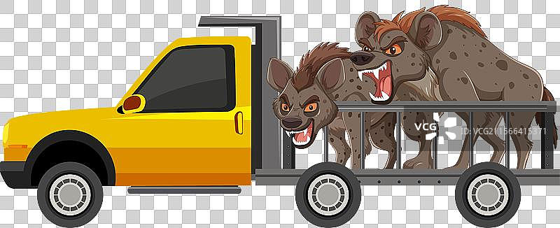 在卡车上运输的鬣狗图片素材